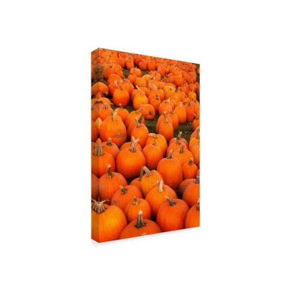 Ata Alishahi 'Pumpkins 2' Canvas Art,22x32